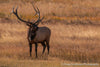 Rocky Mountain Elk - 1402
