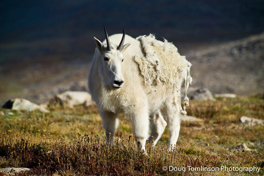 Shedding the Winter Coat - 1273