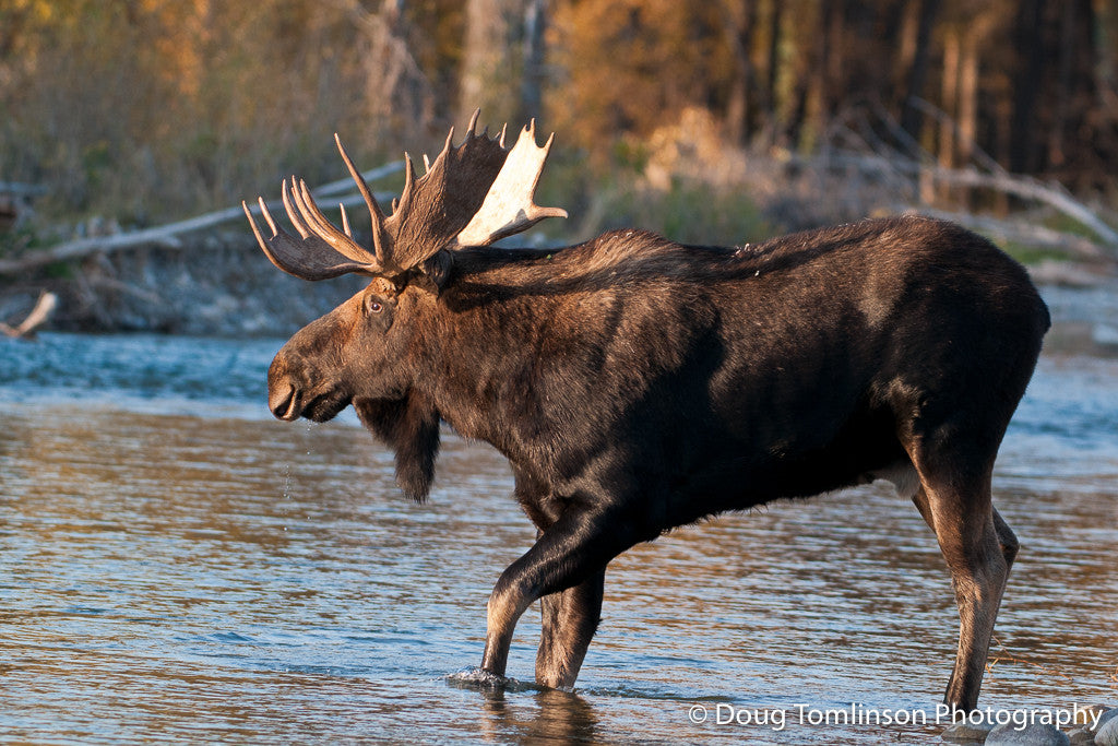 Should I Cross the River - 1281