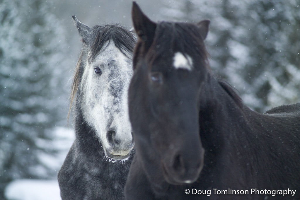 Silver and Chief - Partners - 1251