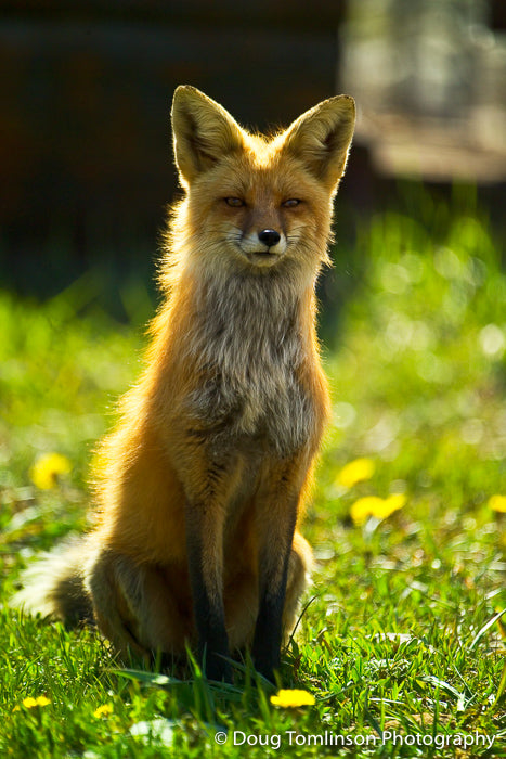 Sit, Fox, Sit - 1191