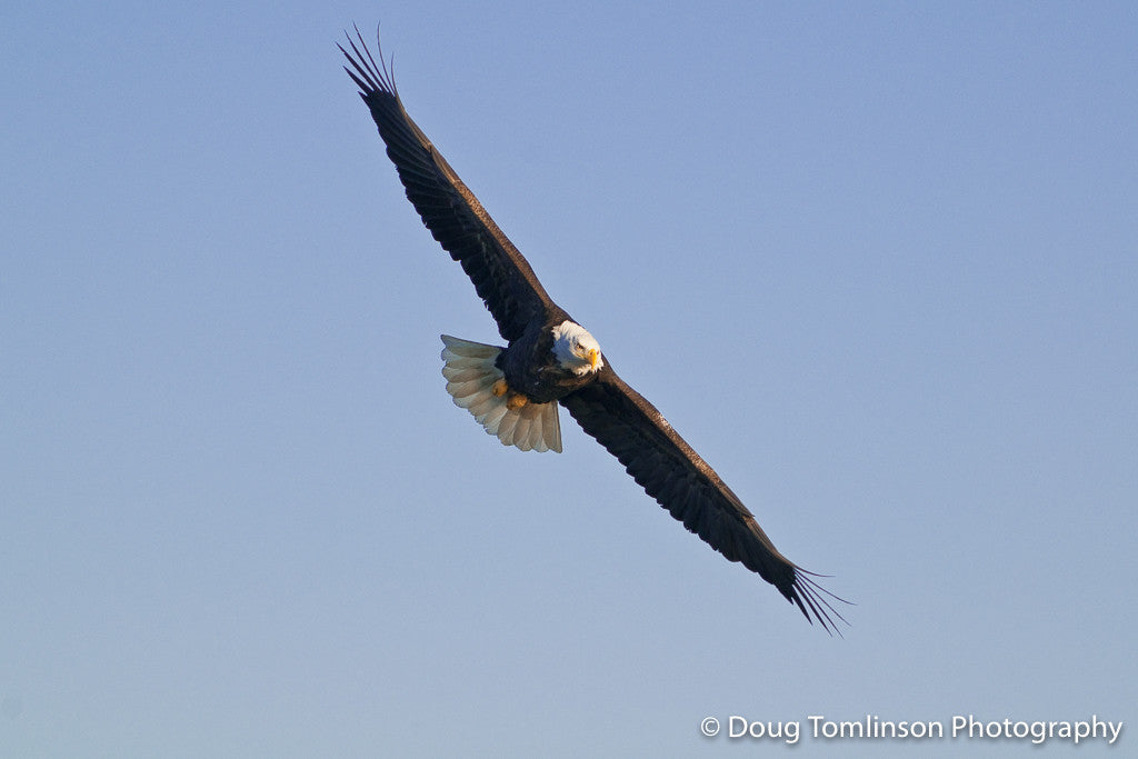 Soar Like an Eagle - 1128