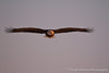 Soaring in the Evening Light - 1123