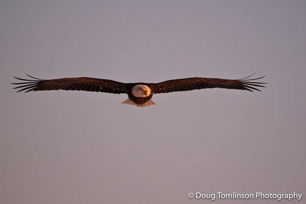 Soaring in the Evening Light - 1123