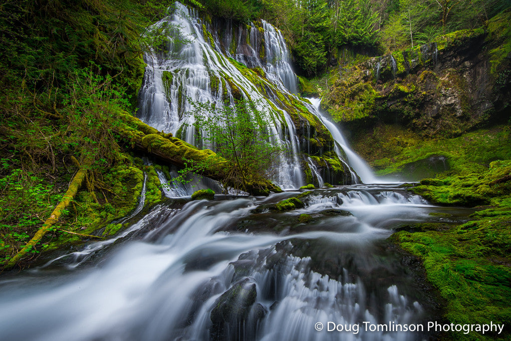 Spring at Panther Creek Falls - 1520