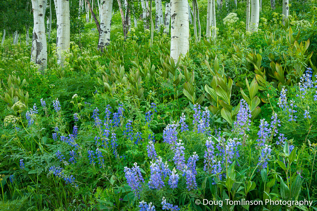 Summer Lupine - 1561