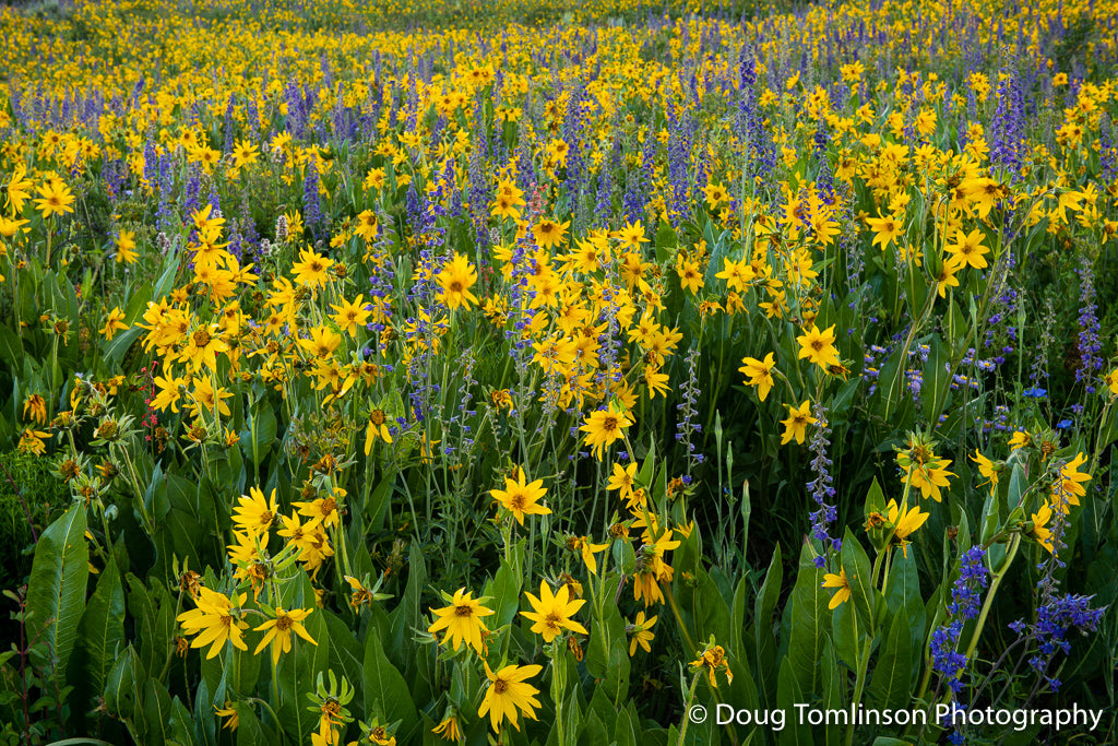 Summer Wildflowers -1558