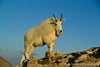 Summit - Mountain Goat - 1024
