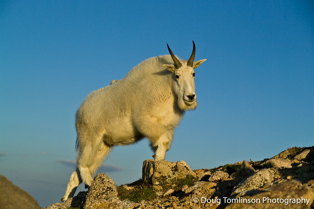 Summit - Mountain Goat - 1024