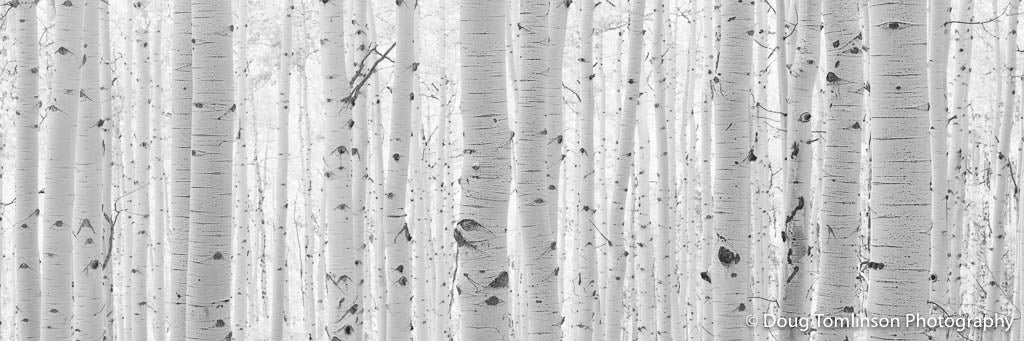 The Silent Aspens - 1590