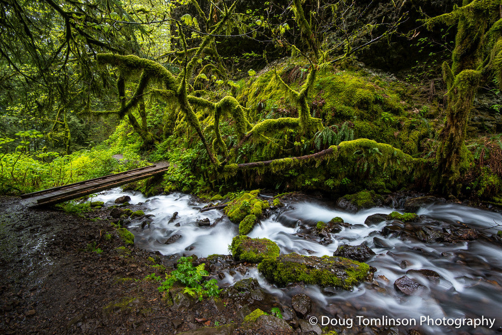 The Canopy is Alive - 1525