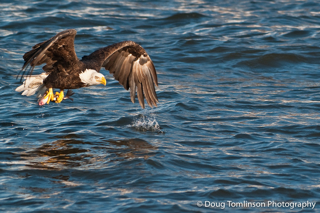 The Catch of the Day - 1125