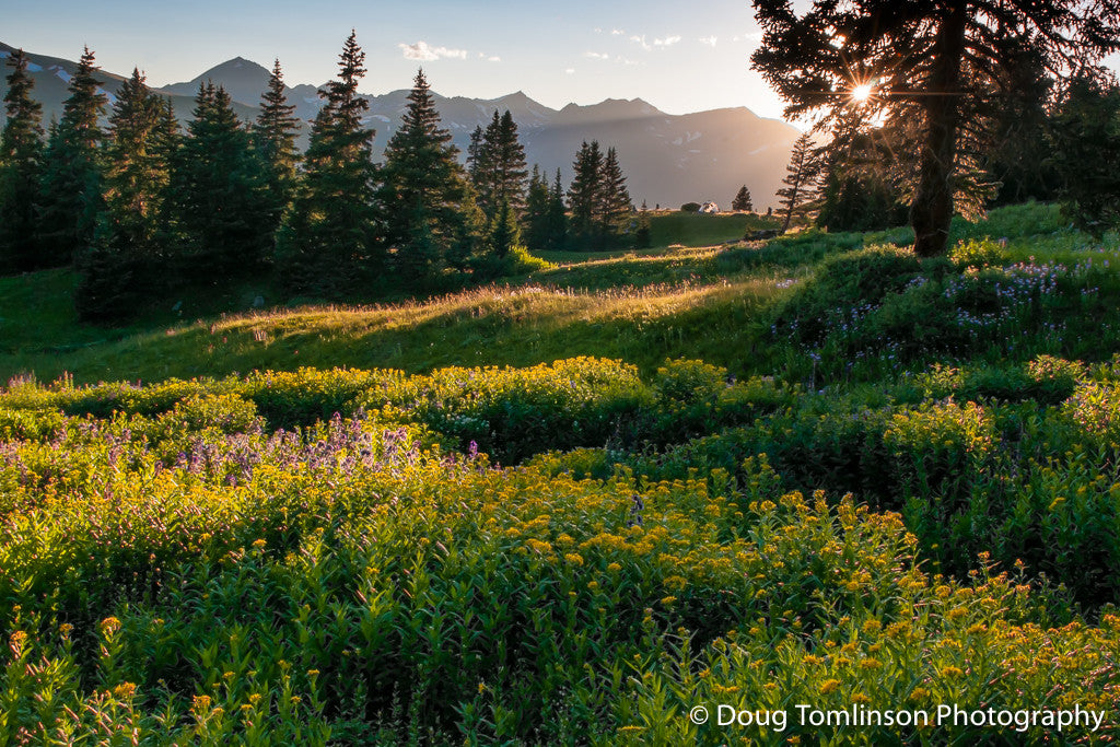 The Color of Summer - 1548