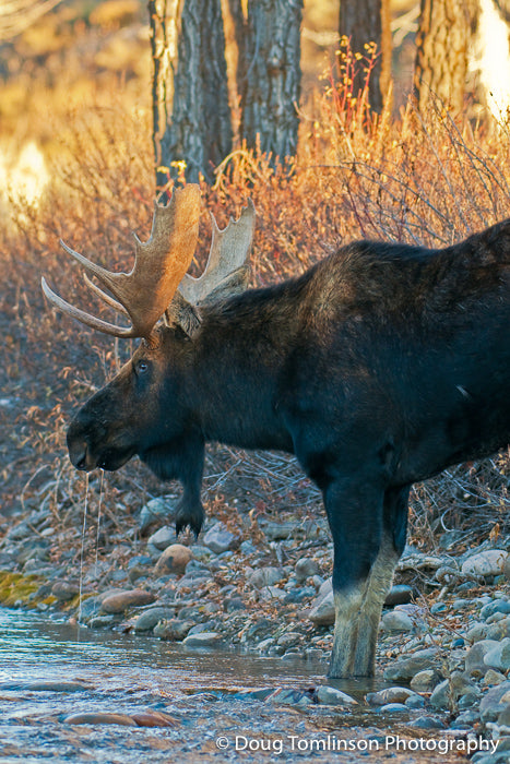 The Drooling Moose - 1177