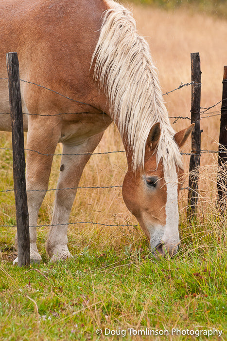 The Grass is Greener on the Other Side - 1294