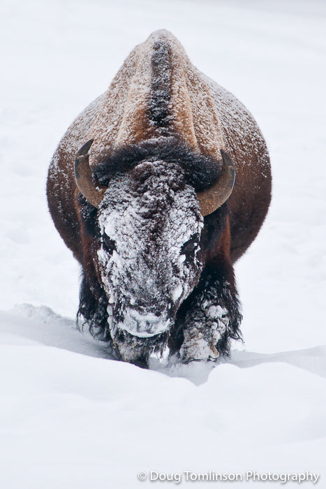 The Snow Covered Bison - 1399