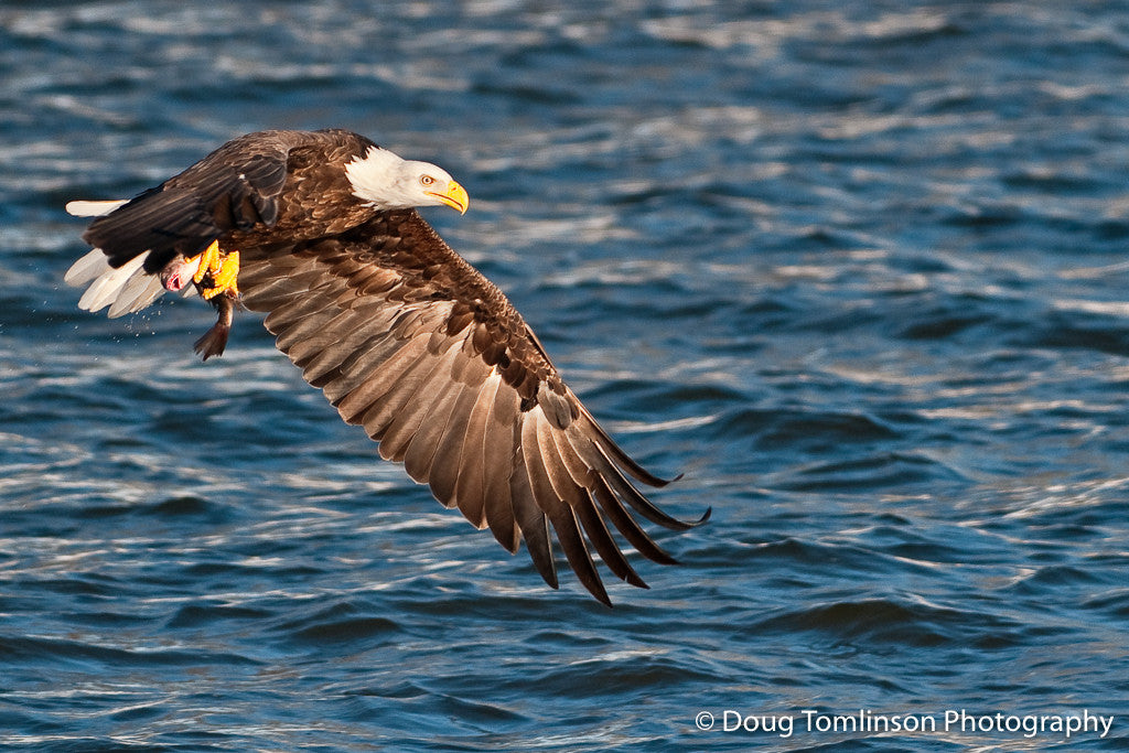 The Successful Catch - 1126