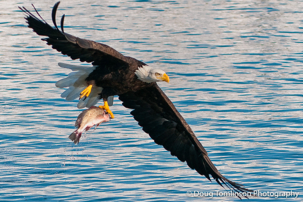 The Successful Flight - 1129