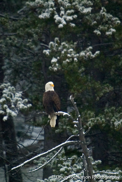 The Winter Perch - 1012