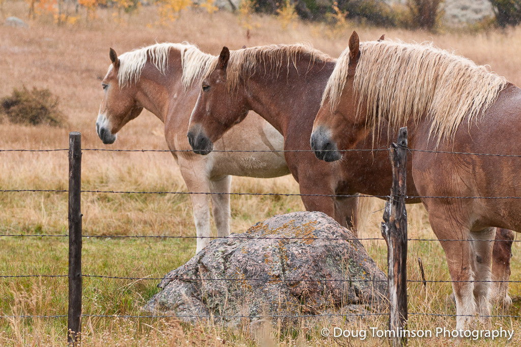 Three Belgiums Resting - 1296