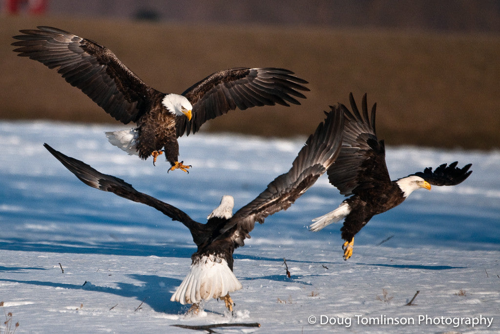 Three is a Crowd - 1124