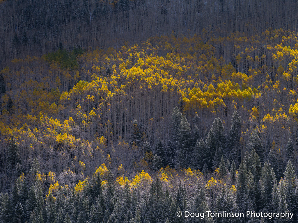 Touch of Gold - 1383