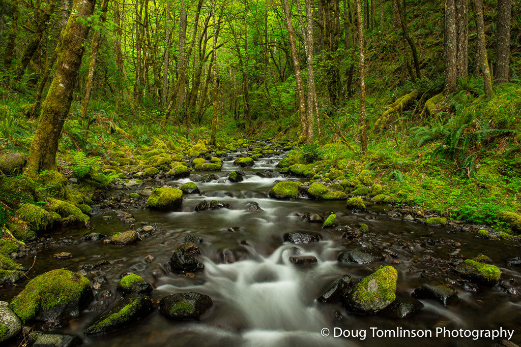 Tranquil Gordon Creek - 1532
