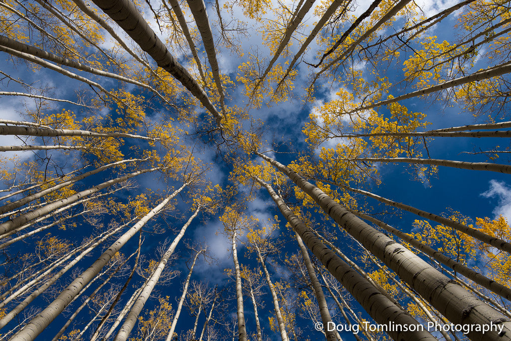 Tunnel Vision of Gold - 1546