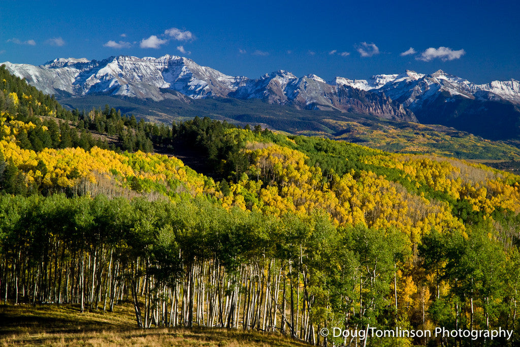 Valley of Aspens - 1223