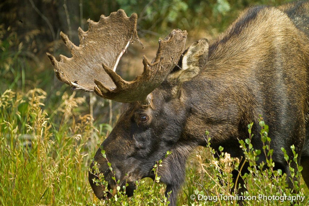 Velvet Bull Moose - 1020