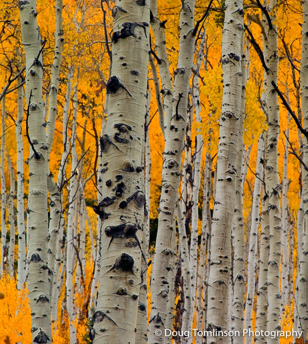 Wall of Aspens - 1104