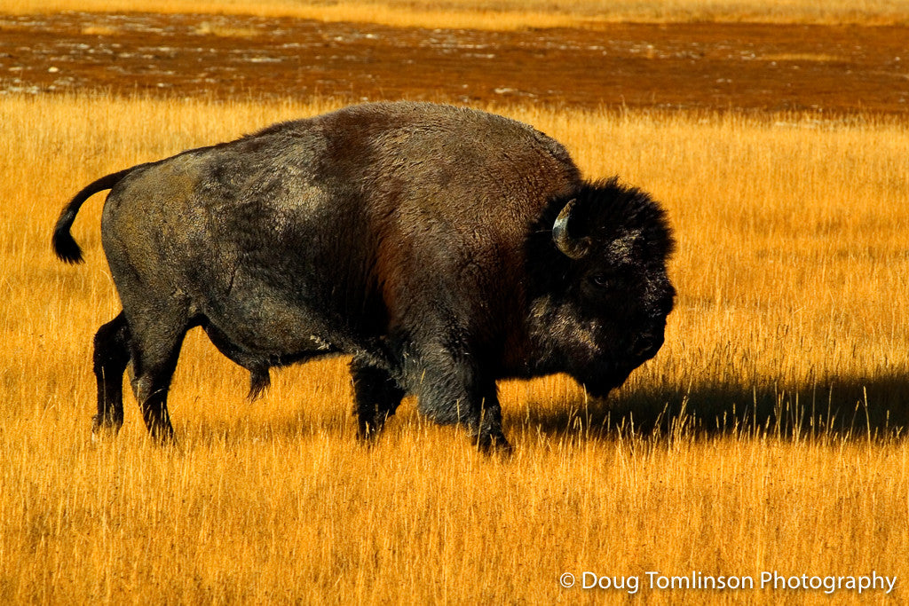 Where the Buffalo Roam - 1014