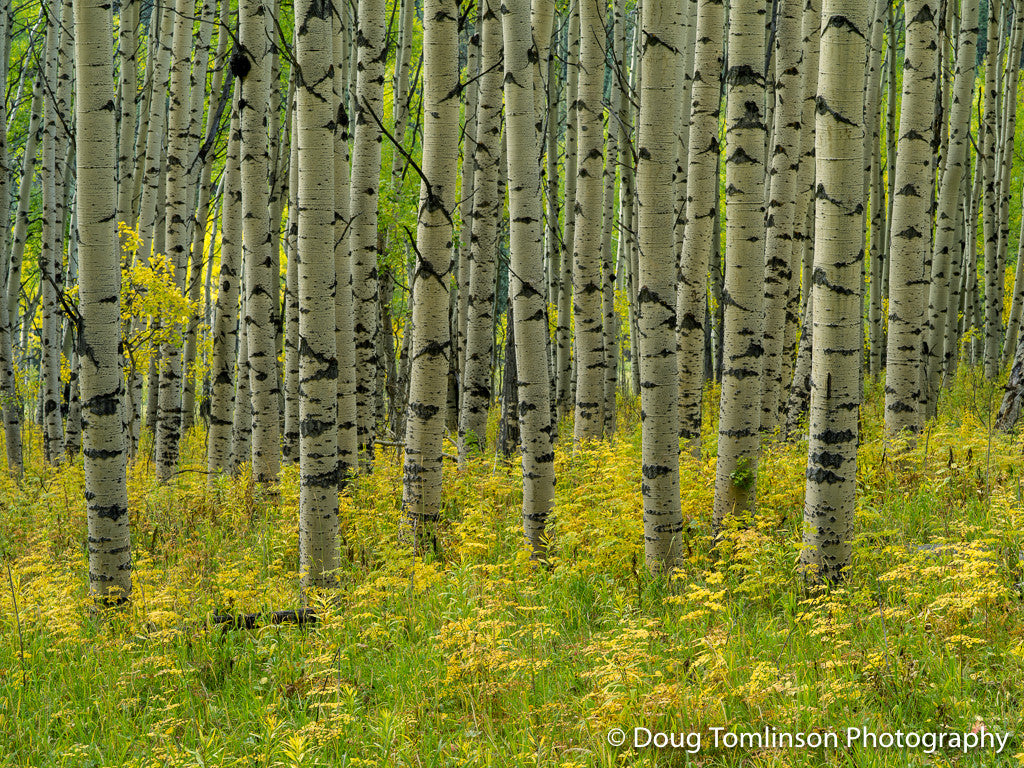 Whisper of Fall - 1454