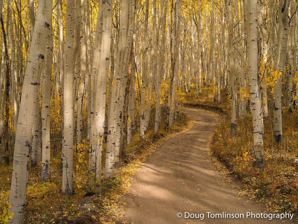 Winding Road Fall - 1361