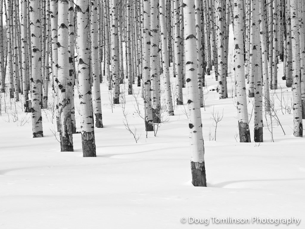 Winter Aspens B&W -1336