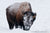 Winter Bull Bison - 1391