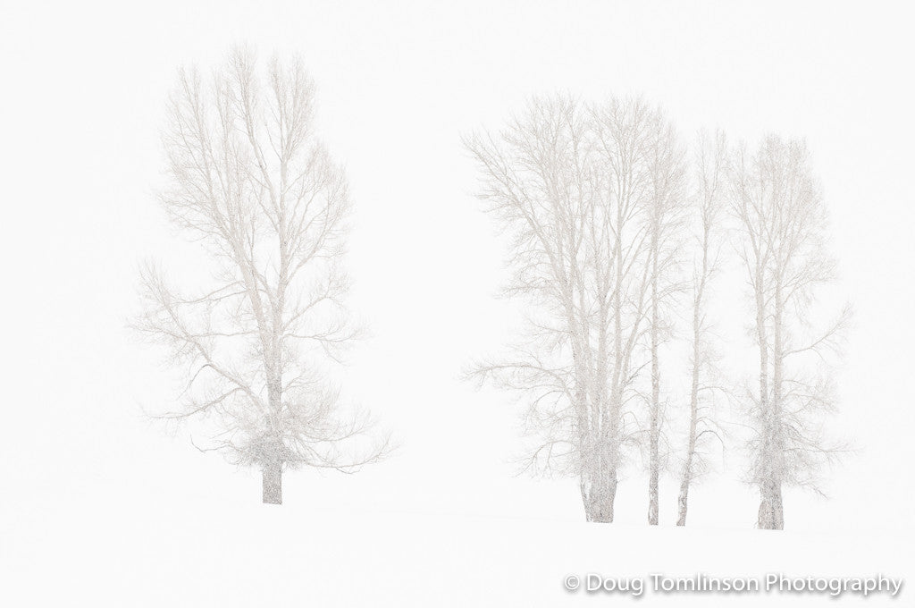 Winterscape - 1447