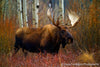 Wise Old Moose - 1044