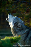 Wolf Howling - 1115