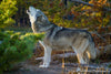 Wolf in Evening Light - 1184